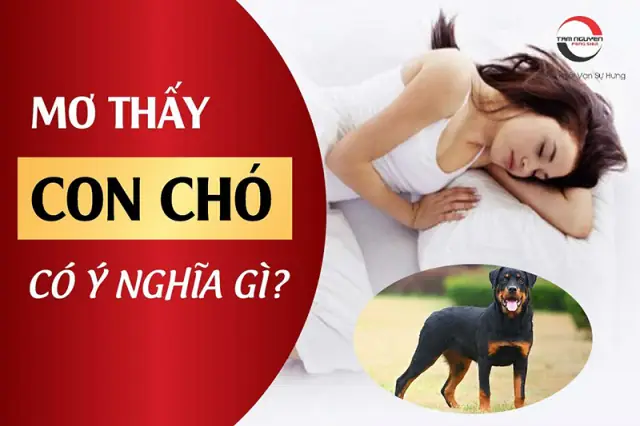 Giải Mã Giấc Mơ Gặp Chó Điên