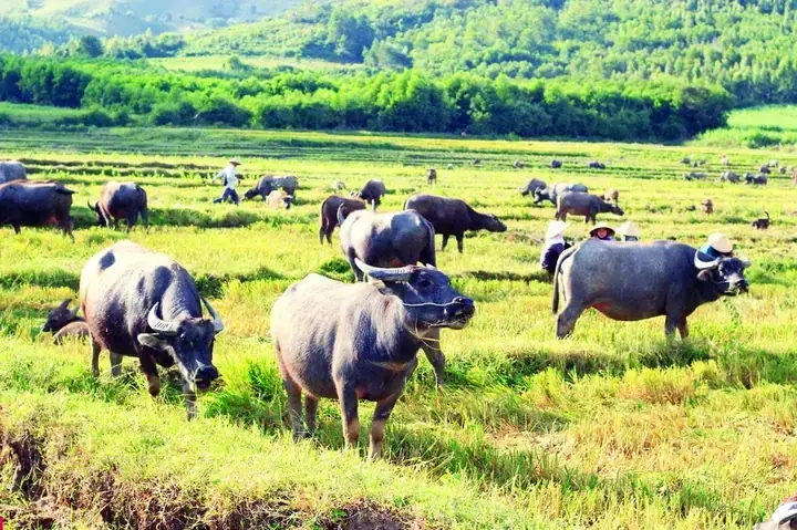 Giải Mã Giấc Mơ Găp Trâu Chạy