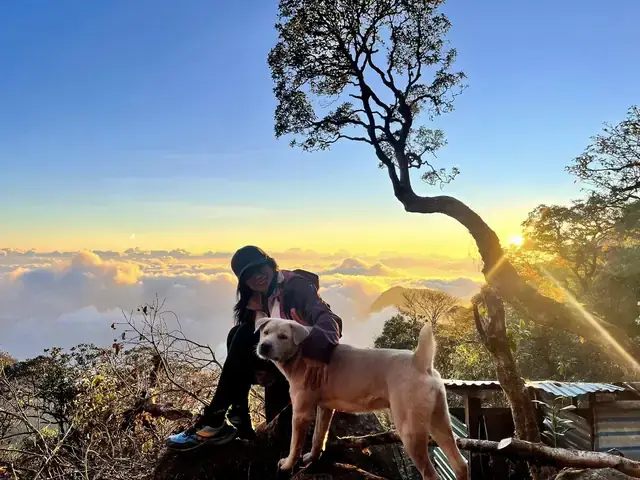 Giải Mã Giấc Mơ Leo Lên Ngọn Cây Giải Mã Giấc Mơ Leo Lên Ngọn Cây