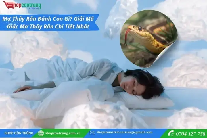 Giải Mã Giấc Mơ Mãng Xà Tinh Giải Mã Giấc Mơ Mãng Xà Tinh