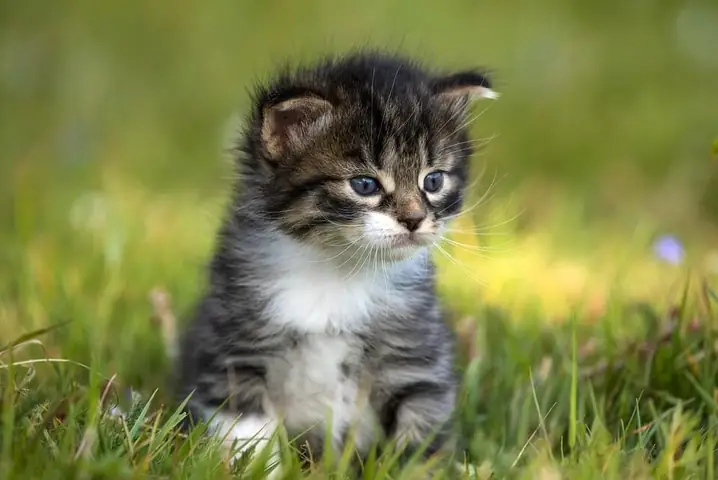 Giải Mã Giấc Mơ Mơ Về Mèo