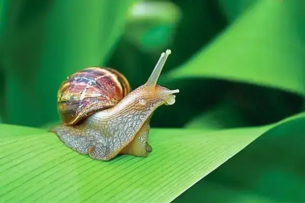 Giải Mã Giấc Mơ Thấy Ăn Ốc