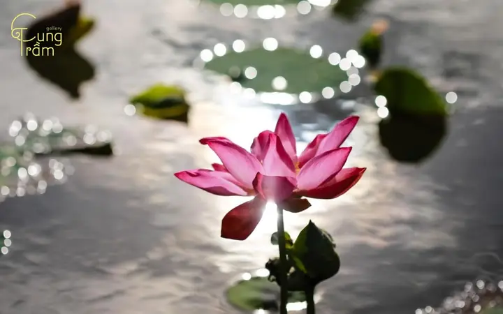 Giải Mã Giấc Mơ Thấy Ao Sen
