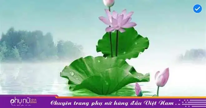 Giải Mã Giấc Mơ Thấy Ao Sen