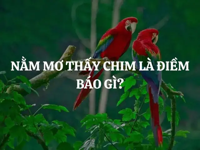 Giải Mã Giấc Mơ Thấy Bắt Chim