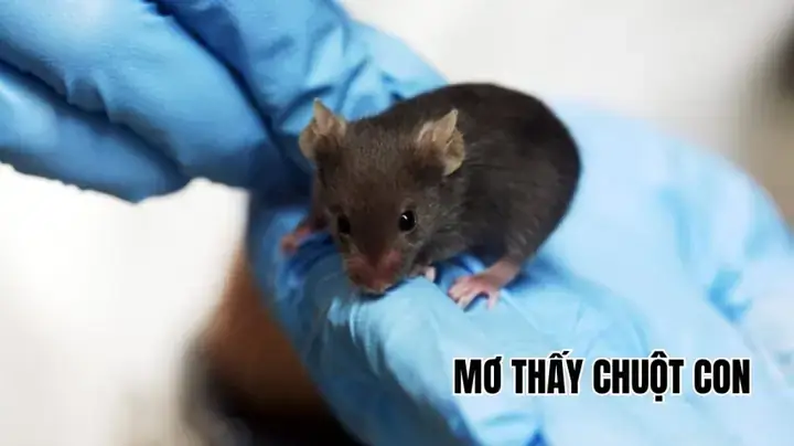 Giải Mã Giấc Mơ Thấy Bắt Chuột