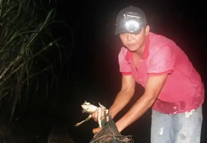 Giải Mã Giấc Mơ Thấy Bắt Ếch