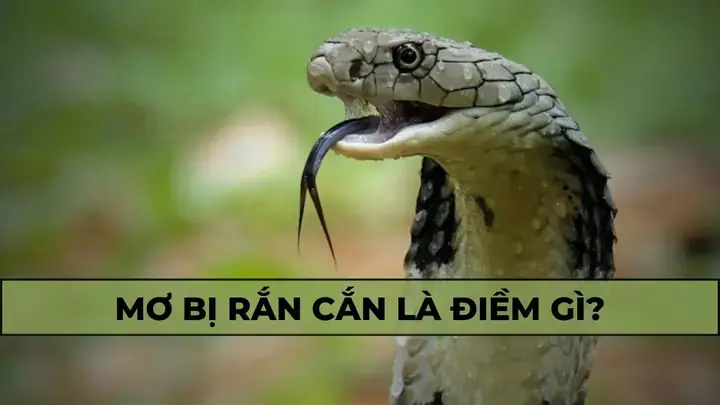 Giải Mã Giấc Mơ Thấy Bị Rắn Cắn