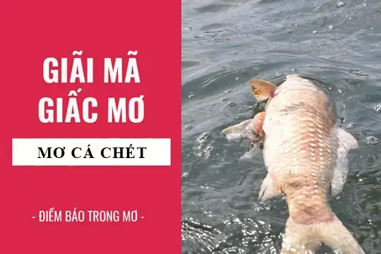 Giải Mã Giấc Mơ Thấy Cá Chết
