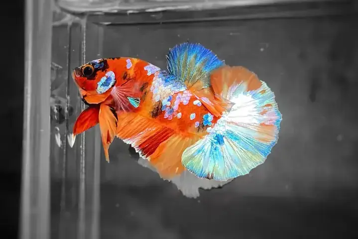 Giải Mã Giấc Mơ Thấy Cá Chết Giải Mã Giấc Mơ Thấy Cá Chết