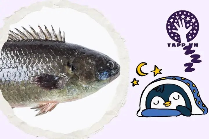 Giải Mã Giấc Mơ Thấy Cá Mắc Cạn Giải Mã Giấc Mơ Thấy Cá Mắc Cạn