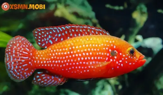 Giải Mã Giấc Mơ Thấy Cá Màu Đen