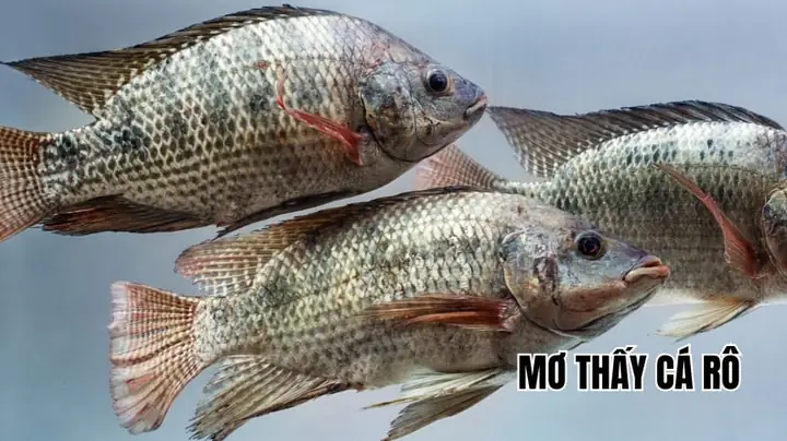 Giải Mã Giấc Mơ Thấy Cá Rô