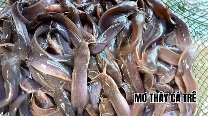 Giải Mã Giấc Mơ Thấy Cá Trê Giải Mã Giấc Mơ Thấy Cá Trê