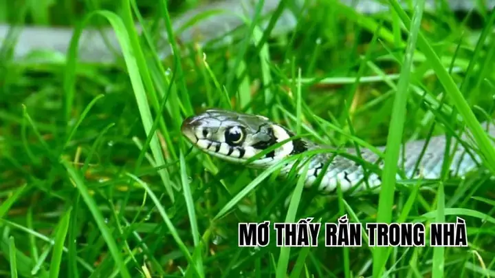 Giải Mã Giấc Mơ Thấy Căn Nhà Rộng