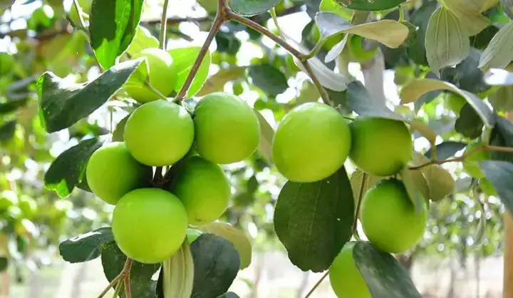 Giải Mã Giấc Mơ Thấy Cày Cấy
