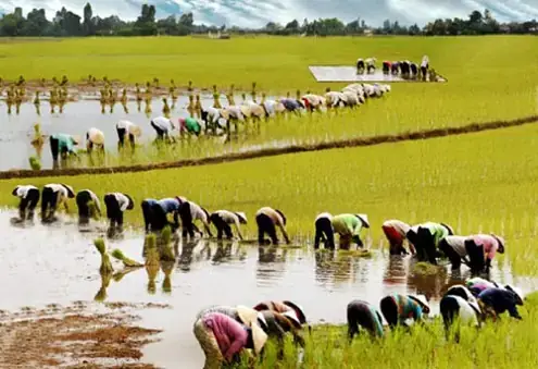 Giải Mã Giấc Mơ Thấy Cày Cấy