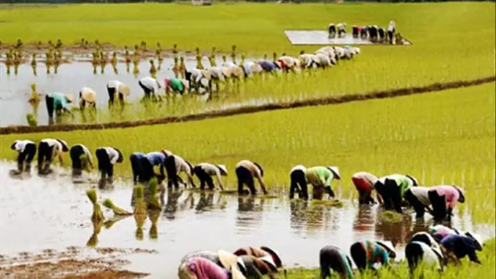 Giải Mã Giấc Mơ Thấy Cày Cấy