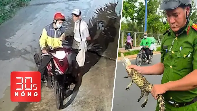 Giải Mã Giấc Mơ Thấy Chày Cá Giải Mã Giấc Mơ Thấy Chày Cá