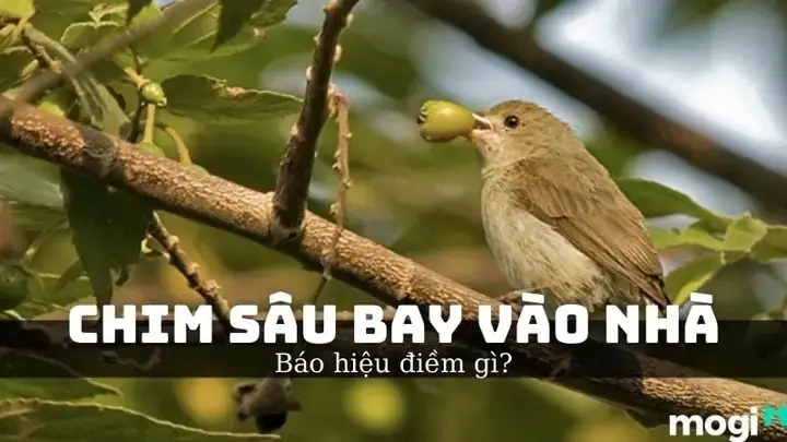 Giải Mã Giấc Mơ Thấy Chim Bay Vào Nhà