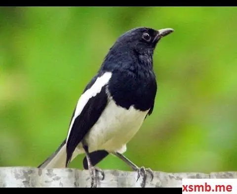 Giải Mã Giấc Mơ Thấy Chim Bay Vào Nhà Giải Mã Giấc Mơ Thấy Chim Bay Vào Nhà