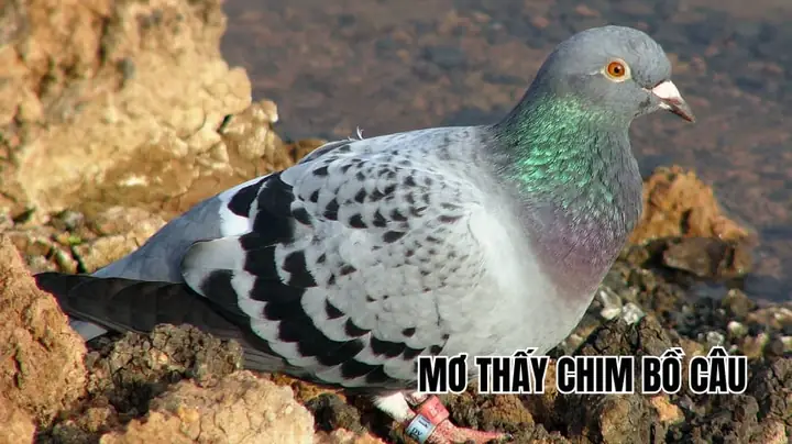 Giải Mã Giấc Mơ Thấy Chim Công Trắng