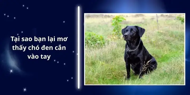 Giải Mã Giấc Mơ Thấy Cho Can Giải Mã Giấc Mơ Thấy Cho Can