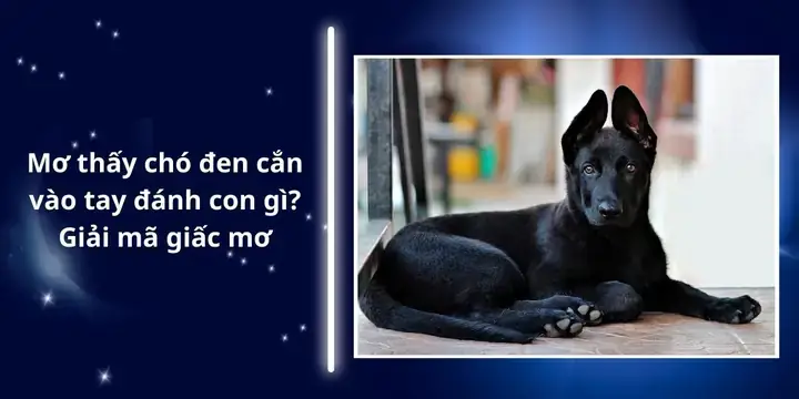 Giải Mã Giấc Mơ Thấy Chó Cắn