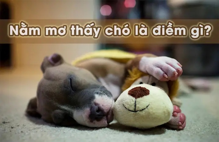 Giải Mã Giấc Mơ Thấy Chó Con