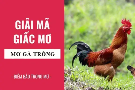 Giải Mã Giấc Mơ Thấy Cho Gà Trống Giải Mã Giấc Mơ Thấy Cho Gà Trống