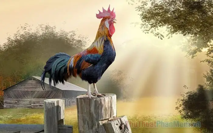 Giải Mã Giấc Mơ Thấy Cho Gà Trống Giải Mã Giấc Mơ Thấy Cho Gà Trống