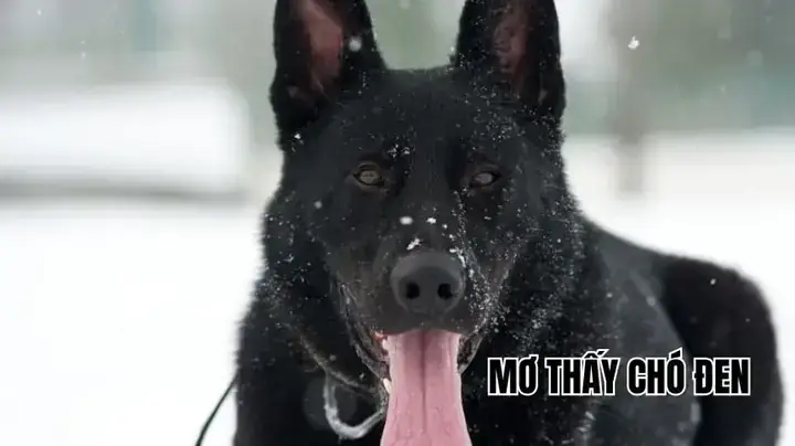 Giải Mã Giấc Mơ Thấy Chó Màu Đen