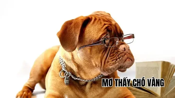 Giải Mã Giấc Mơ Thấy Chó Vàng Giải Mã Giấc Mơ Thấy Chó Vàng