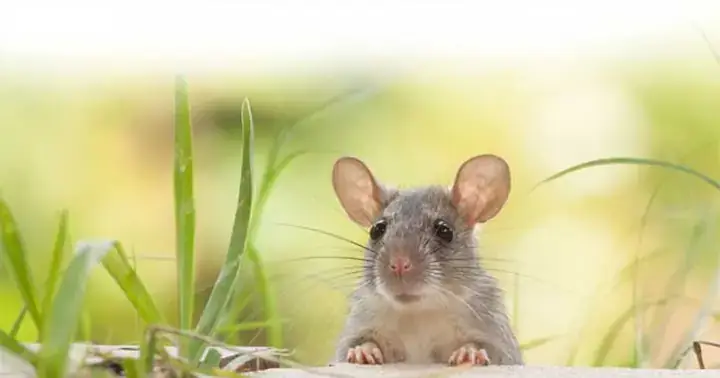 Giải Mã Giấc Mơ Thấy Chuột Cắn