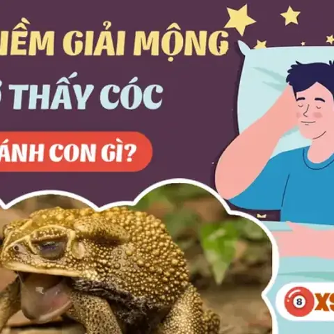 Giải Mã Giấc Mơ Thấy Con Cóc Giải Mã Giấc Mơ Thấy Con Cóc