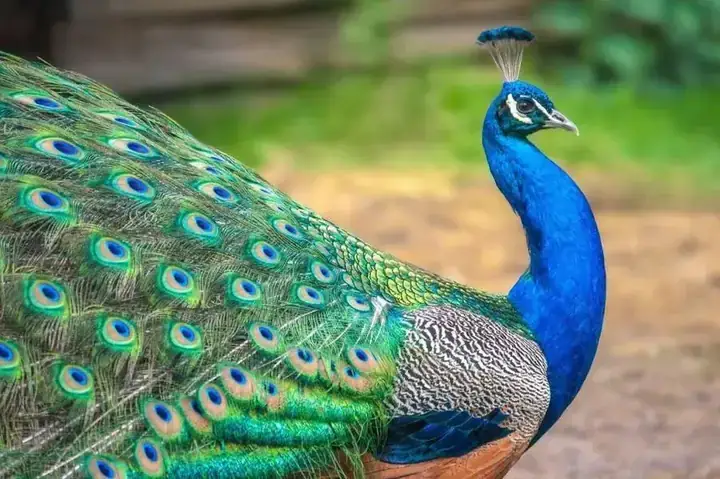 Giải Mã Giấc Mơ Thấy Con Công Giải Mã Giấc Mơ Thấy Con Công