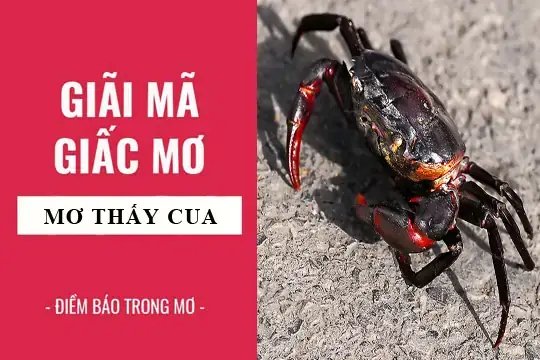 Giải Mã Giấc Mơ Thấy Con Ghẹ Giải Mã Giấc Mơ Thấy Con Ghẹ