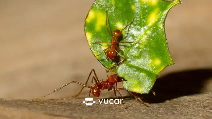 Giải Mã Giấc Mơ Thấy Con Gián