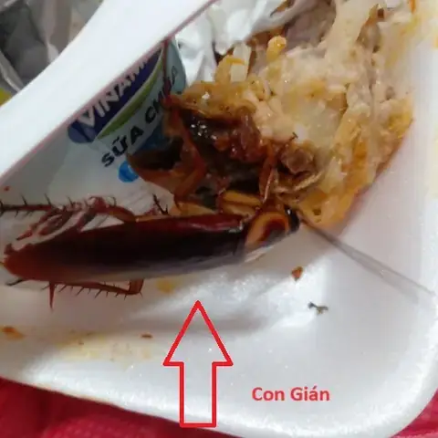 Giải Mã Giấc Mơ Thấy Con Gián