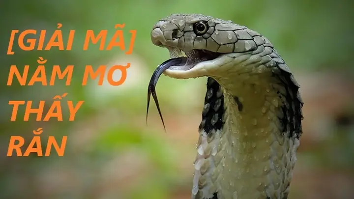 Giải Mã Giấc Mơ Thấy Con Hổ