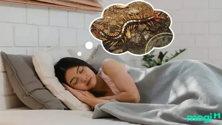 Giải Mã Giấc Mơ Thấy Con Rết Giải Mã Giấc Mơ Thấy Con Rết