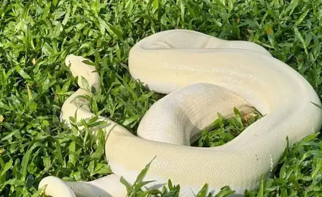 Giải Mã Giấc Mơ Thấy Con Trăn