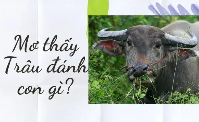 Giải Mã Giấc Mơ Thấy Con Trâu