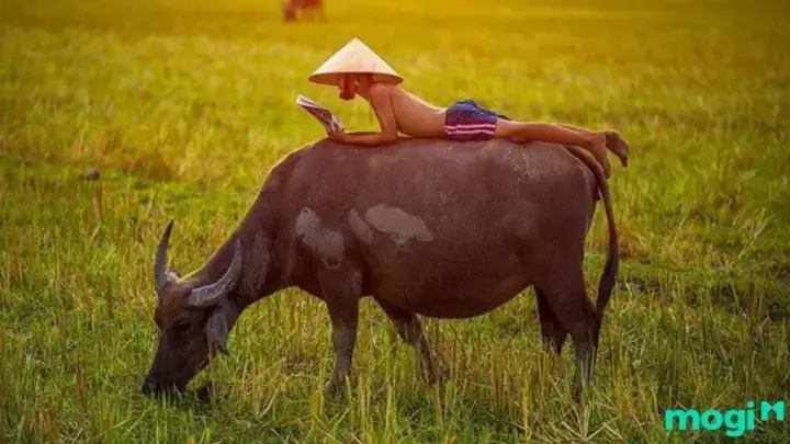 Giải Mã Giấc Mơ Thấy Con Trâu