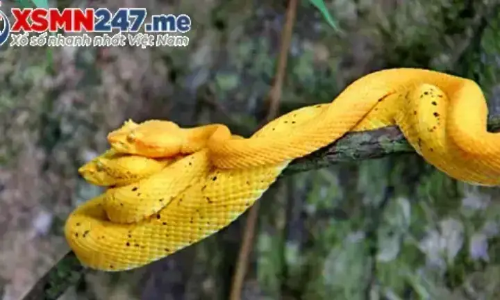 Giải Mã Giấc Mơ Thấy Côn Trùng Cắn