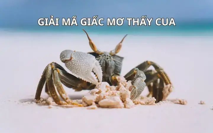 Giải Mã Giấc Mơ Thấy Cua Biển