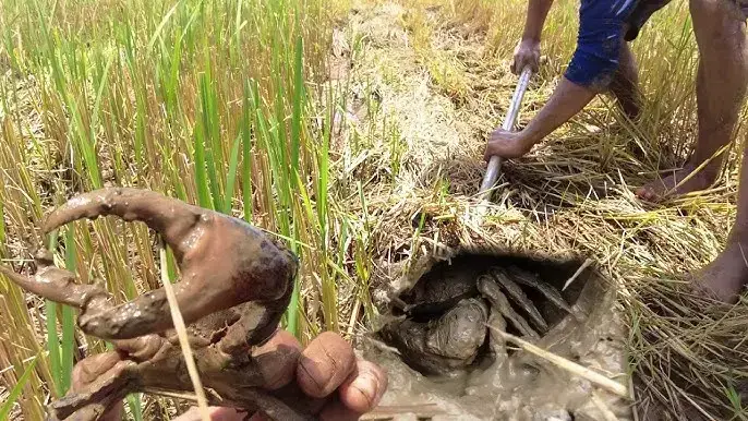 Giải Mã Giấc Mơ Thấy Cua Đồng