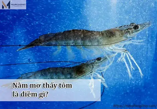 Giải Mã Giấc Mơ Thấy Đánh Ghen