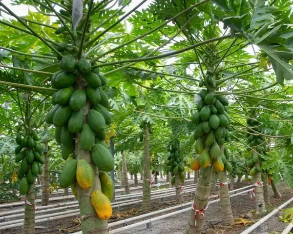 Giải Mã Giấc Mơ Thấy Đu Đủ
