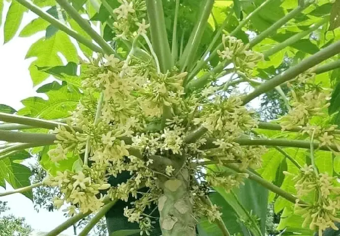 Giải Mã Giấc Mơ Thấy Đu Đủ